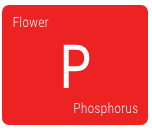 Load image into Gallery viewer, RAW PHOSPHORUS
